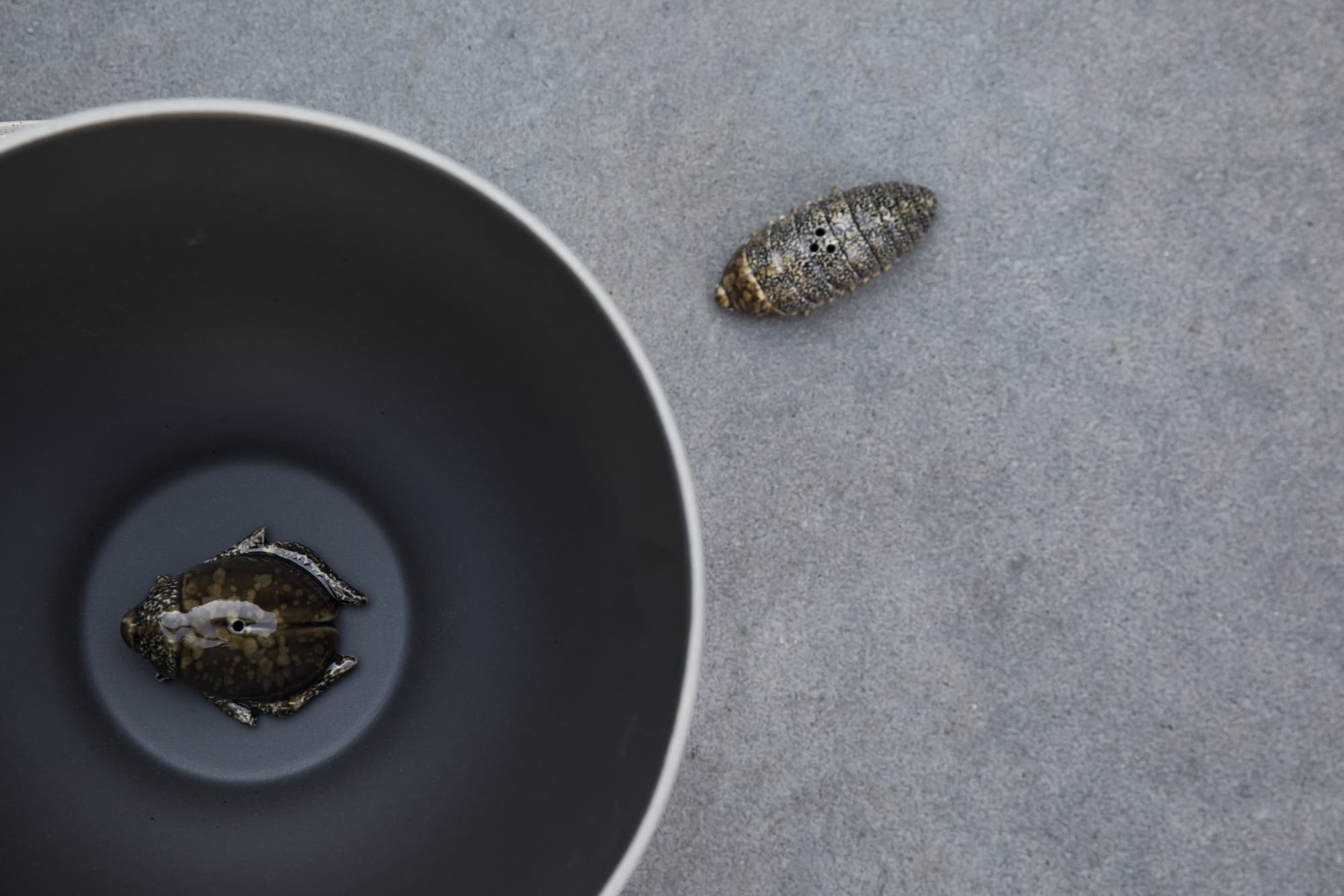 Salt & pepper Bug – bilde 4